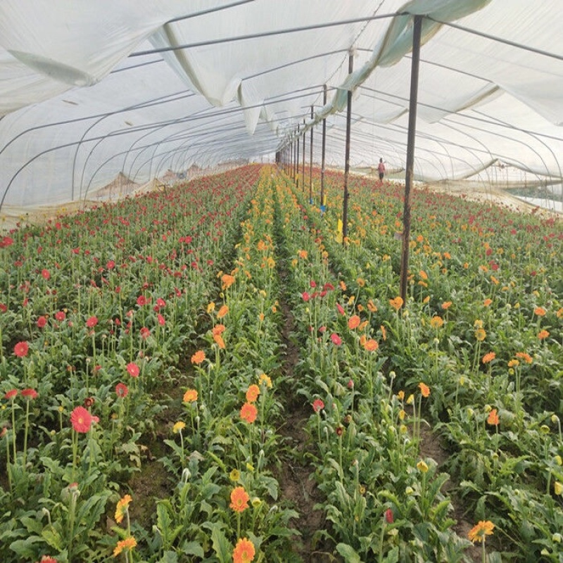 非洲菊扶朗花四季室内阳台盆栽花卉花草切花包邮