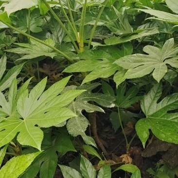 精品八角金盘