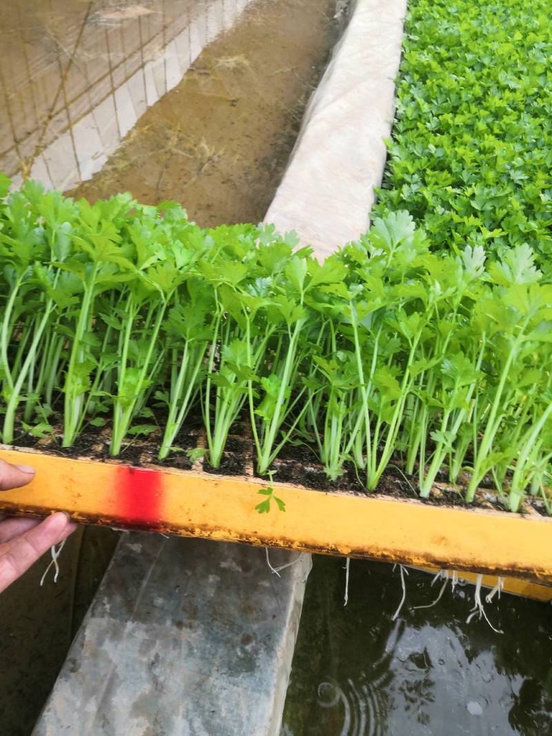 云南优选西芹苗，茶氏育苗基地常年供应各种各样芹菜苗