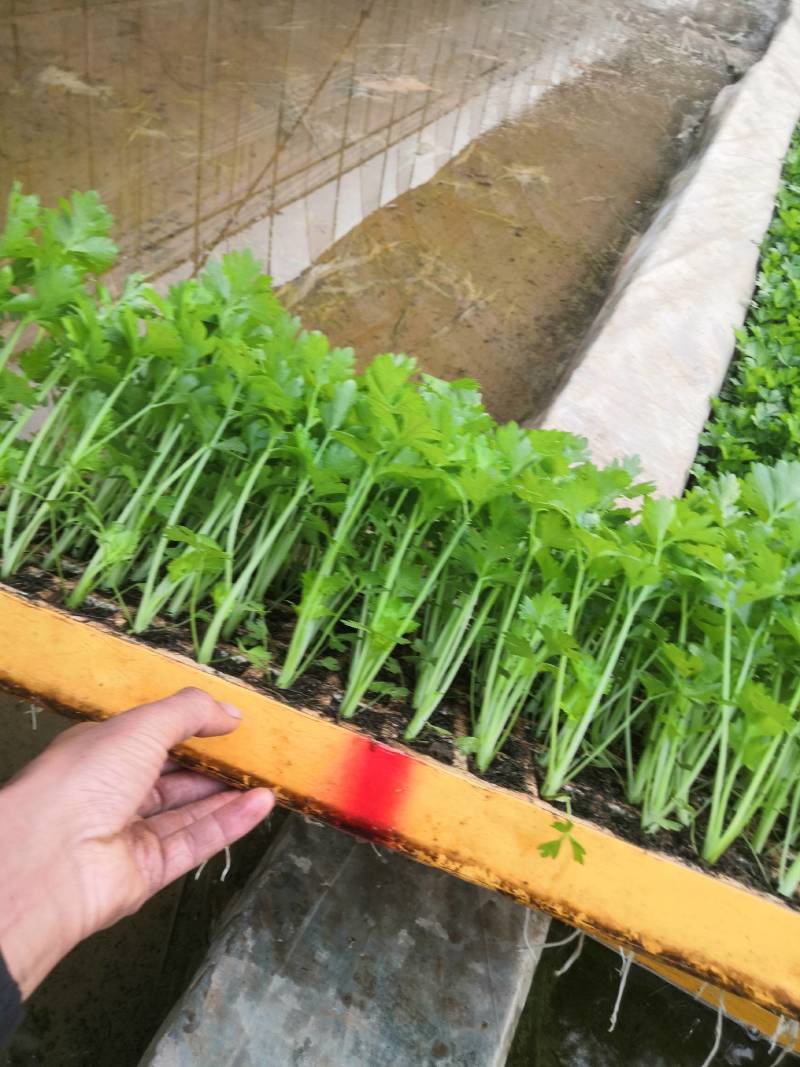 云南优选西芹苗，茶氏育苗基地常年供应各种各样芹菜苗