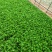 云南优选西芹苗，茶氏育苗基地常年供应各种各样芹菜苗