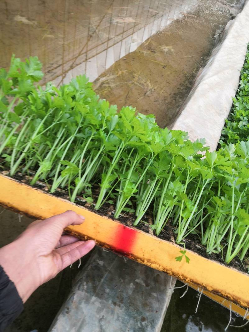 云南优选西芹苗，茶氏育苗基地常年供应各种各样芹菜苗