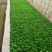 云南优选西芹苗，茶氏育苗基地常年供应各种各样芹菜苗