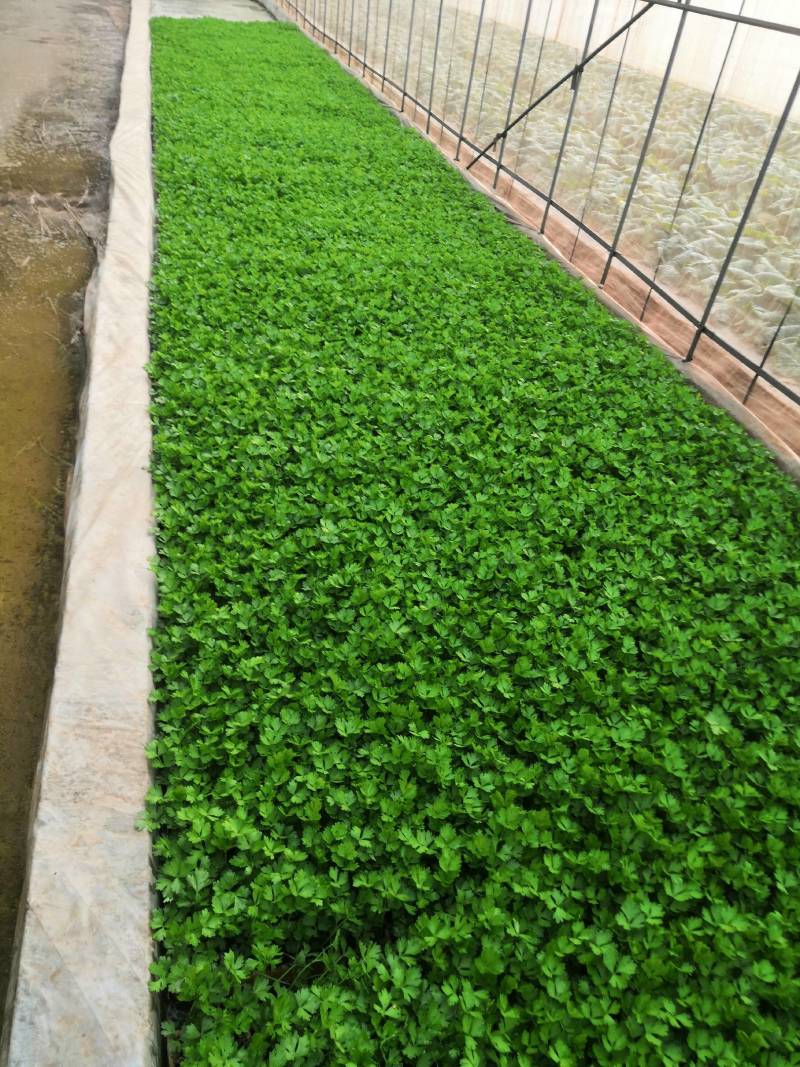 云南优选西芹苗，茶氏育苗基地常年供应各种各样芹菜苗