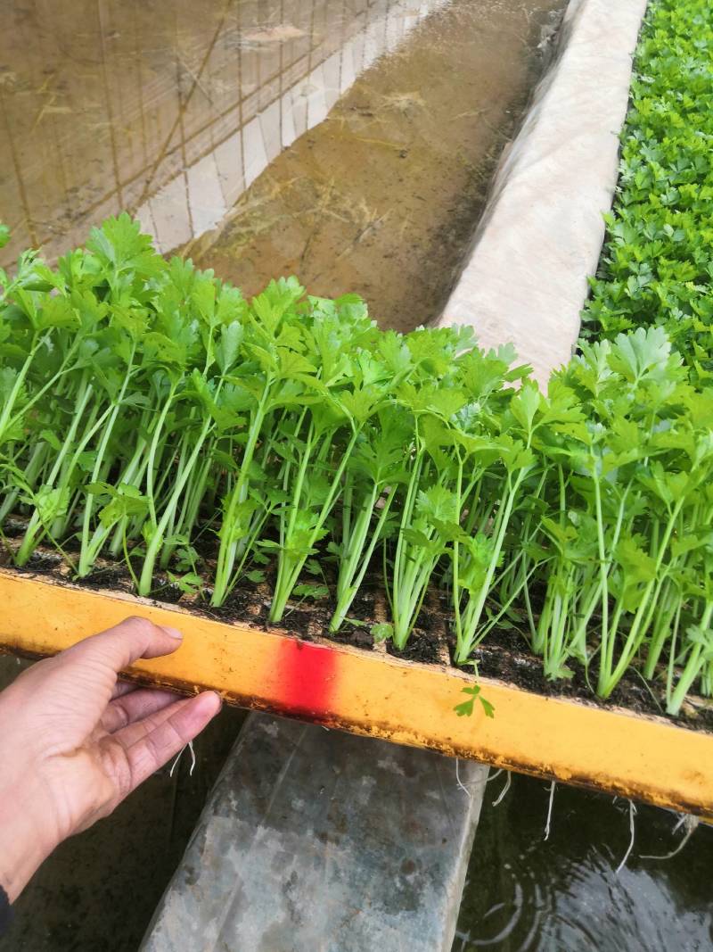 云南优选西芹苗，茶氏育苗基地常年供应各种各样芹菜苗