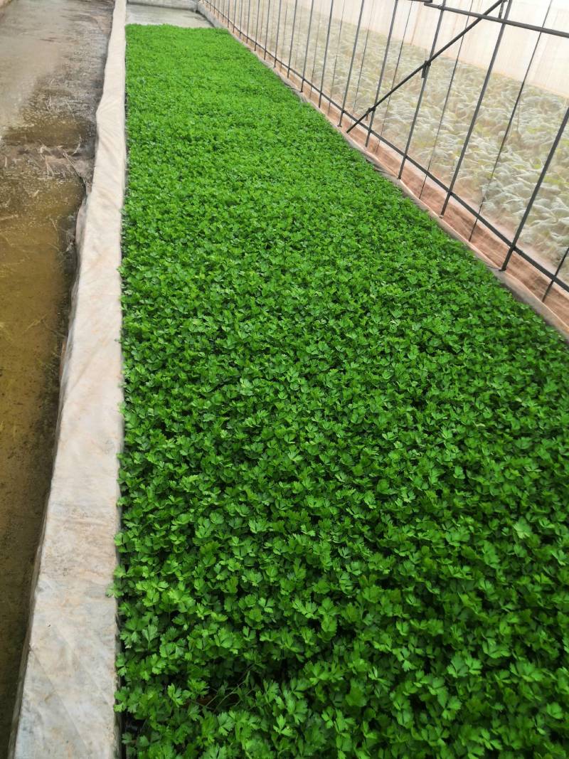 云南优选西芹苗，茶氏育苗基地常年供应各种各样芹菜苗