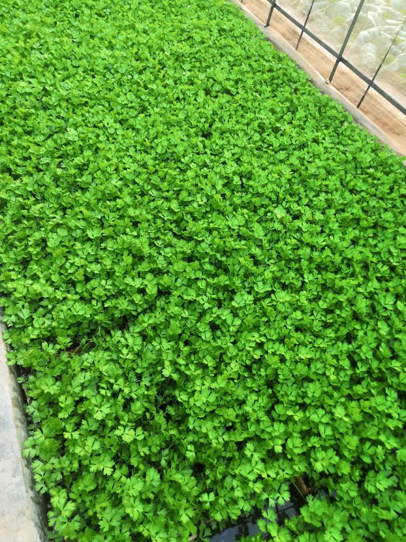 云南优选西芹苗，茶氏育苗基地常年供应各种各样芹菜苗