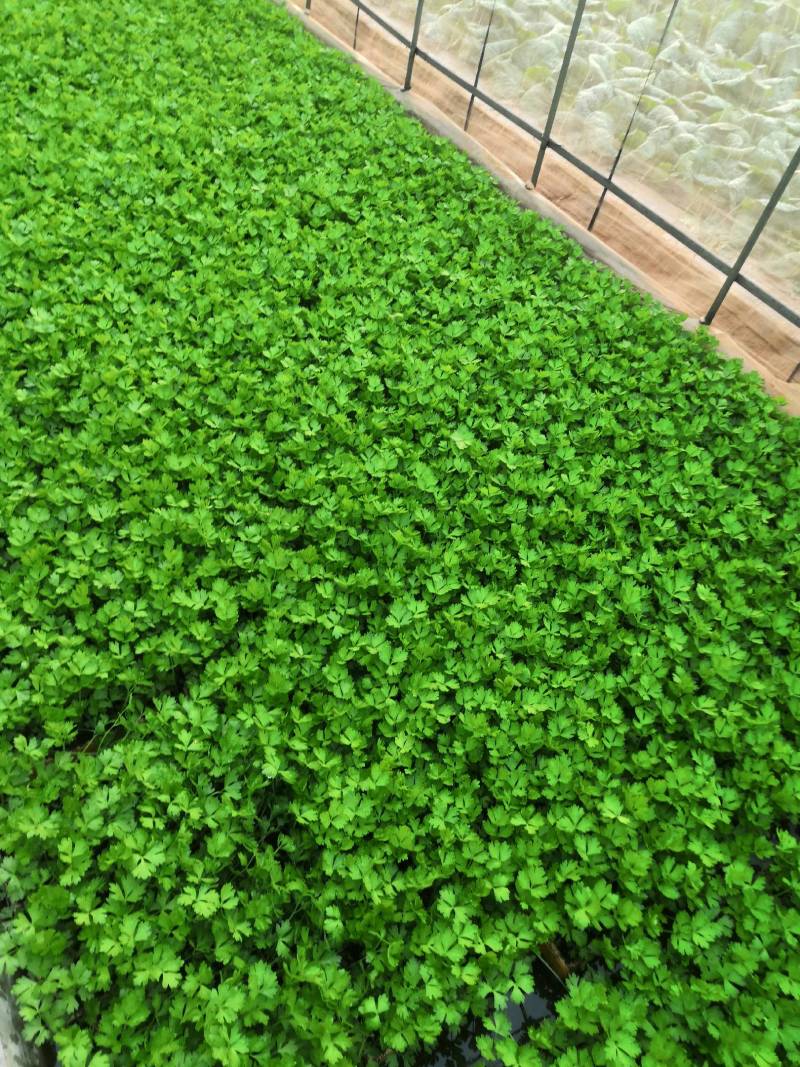 云南优选西芹苗，茶氏育苗基地常年供应各种各样芹菜苗