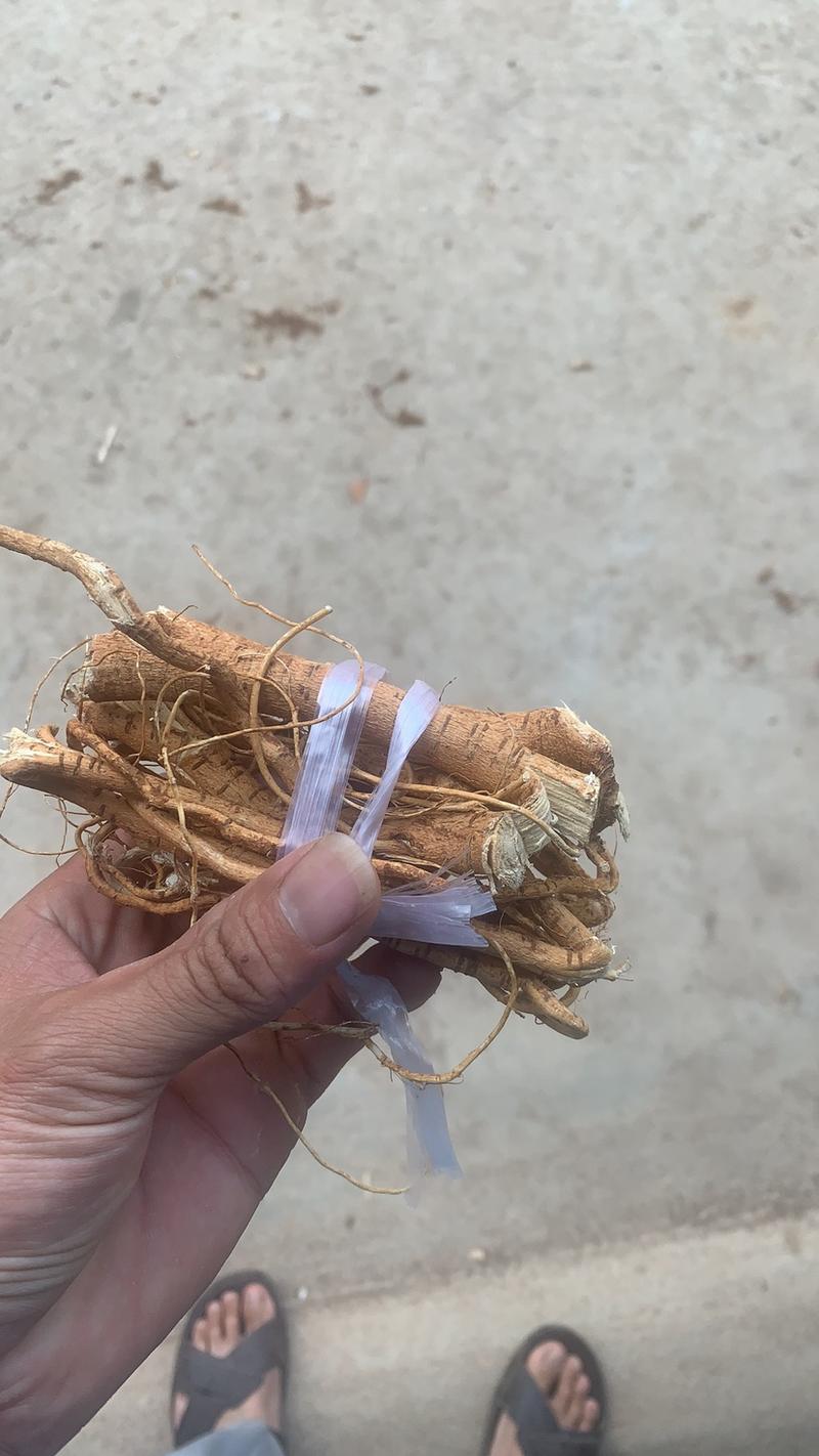 农村本地种植小扎一两重左右的精品五指毛桃