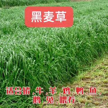多年生黑麦草种子猪牛羊鸡鸭牧草新种高发芽率8斤/亩包邮
