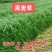多年生黑麦草种子猪牛羊鸡鸭牧草新种高发芽率8斤/亩包邮