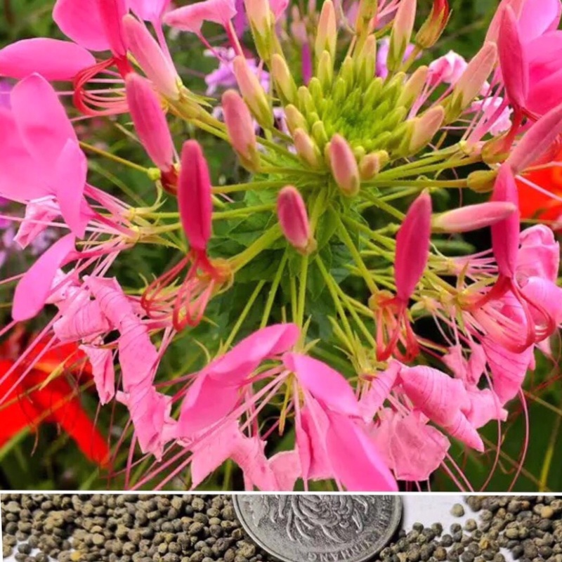 醉蝶花种子粉色景观花海绿化庭院种植花种子阳台包邮