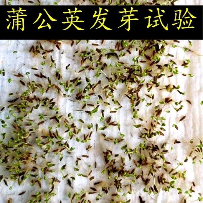 大量出售供应一代纯新蒲公英种籽