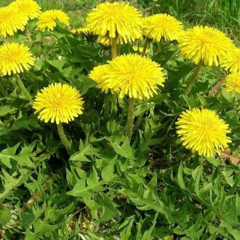 大量出售供应一代纯新蒲公英种籽