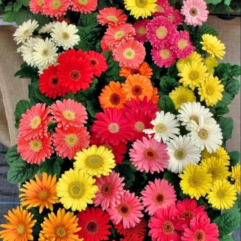 非洲菊扶朗花四季室内阳台盆栽花卉花草切花包邮