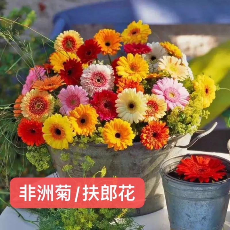 非洲菊扶朗花四季室内阳台盆栽花卉花草切花包邮