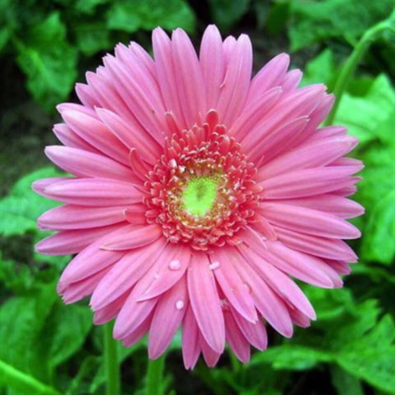 非洲菊扶朗花四季室内阳台盆栽花卉花草切花包邮