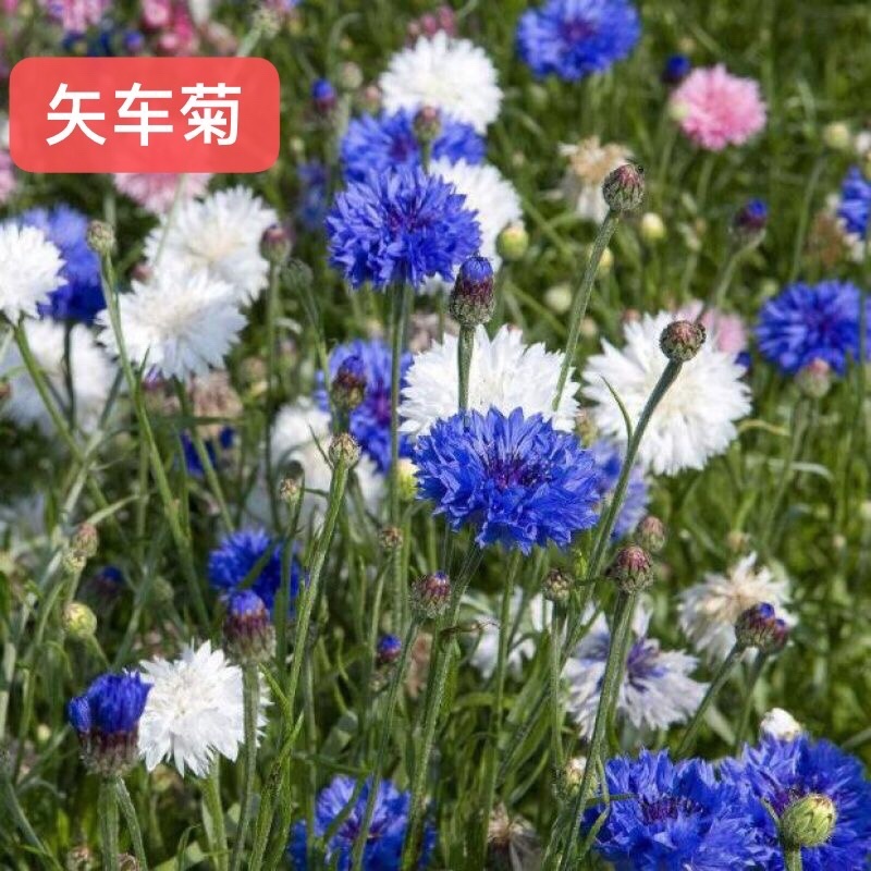 矢车菊种子多年生净籽高发芽率
