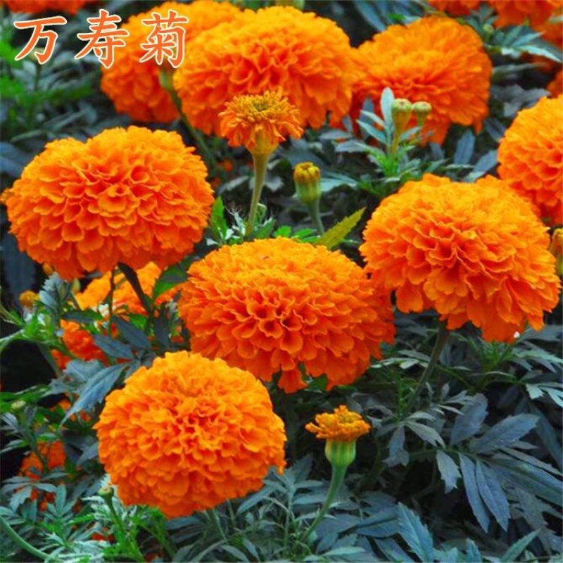 万寿菊种子春夏播花海种子亩用4-5斤包邮