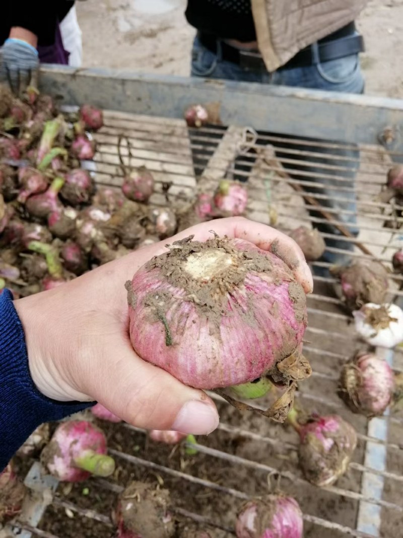 新鲜大蒜大量上市了，欢迎各地客商前来采购