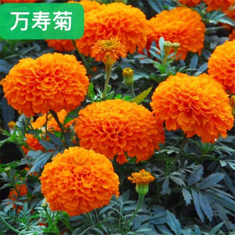 万寿菊种子春夏播花海种子亩用4-5斤包邮