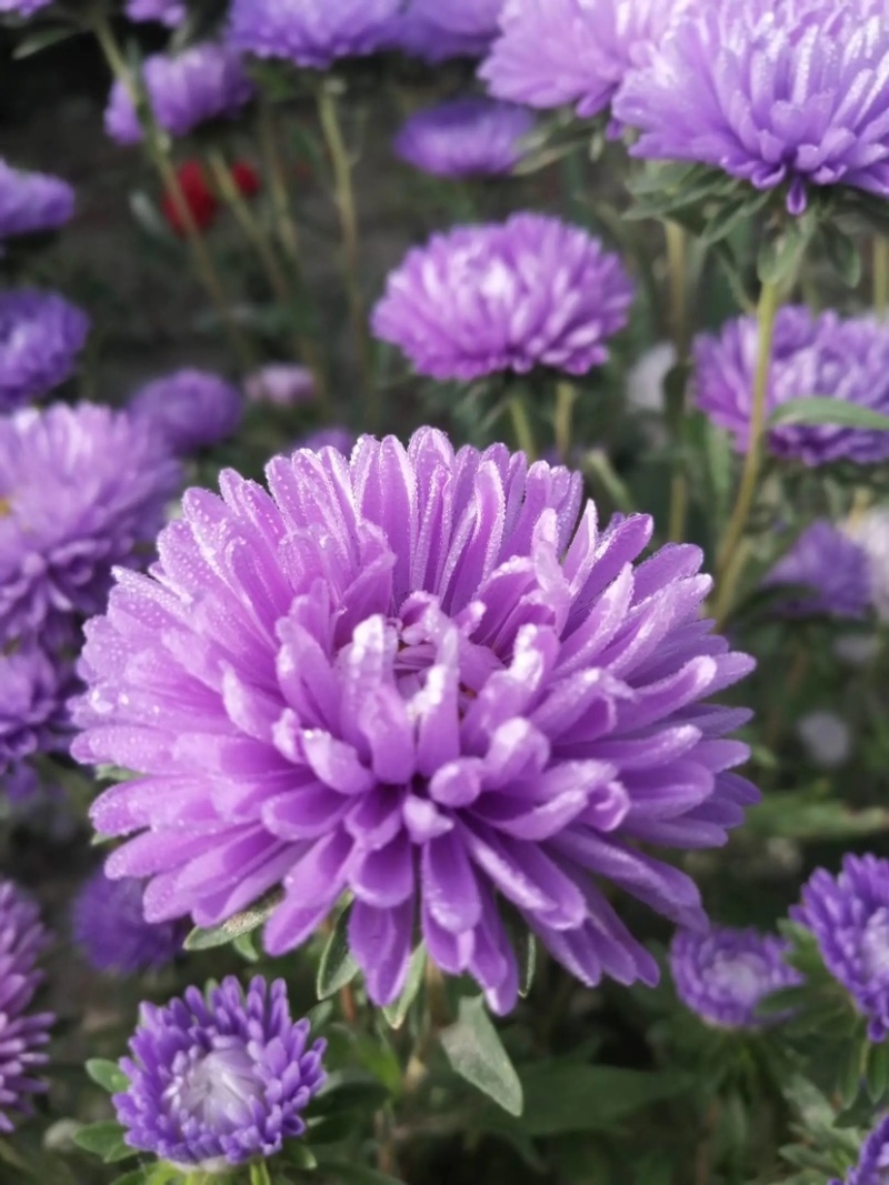 翠菊种子菊花种子简单易种花海热门量大可货到付款包邮