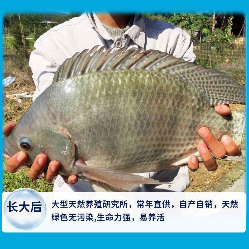 【脆肉罗非鱼】吉富罗非鱼苗，海南一号罗非鱼苗，