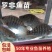 【脆肉罗非鱼】吉富罗非鱼苗，海南一号罗非鱼苗，
