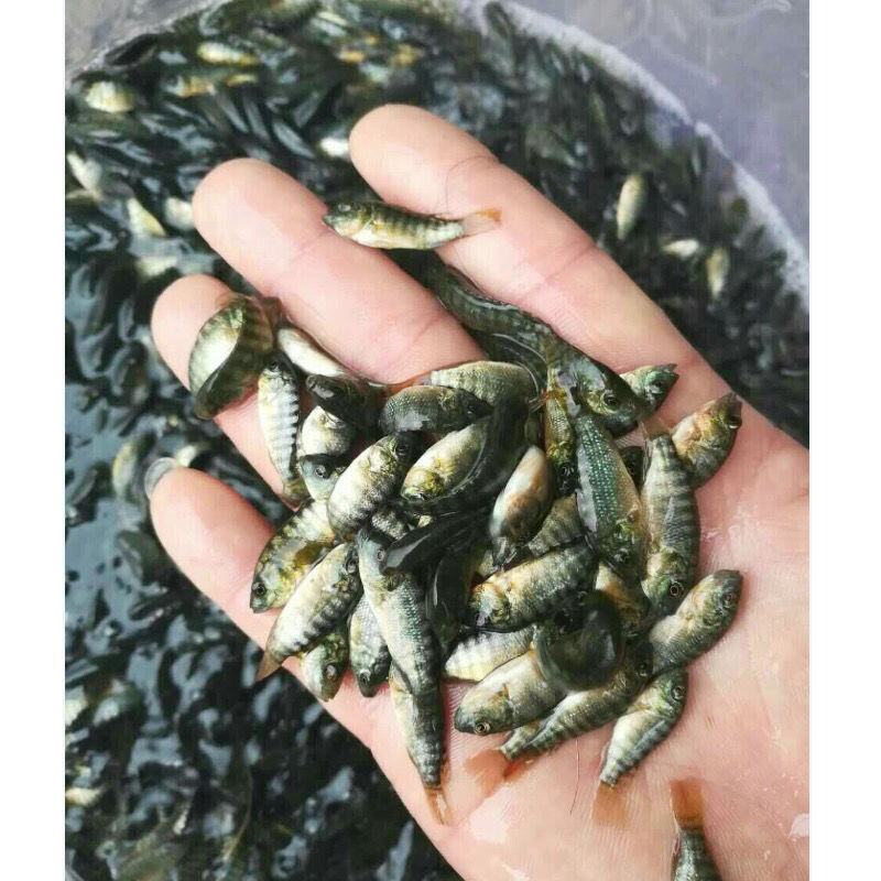 【脆肉罗非鱼】吉富罗非鱼苗，海南一号罗非鱼苗，