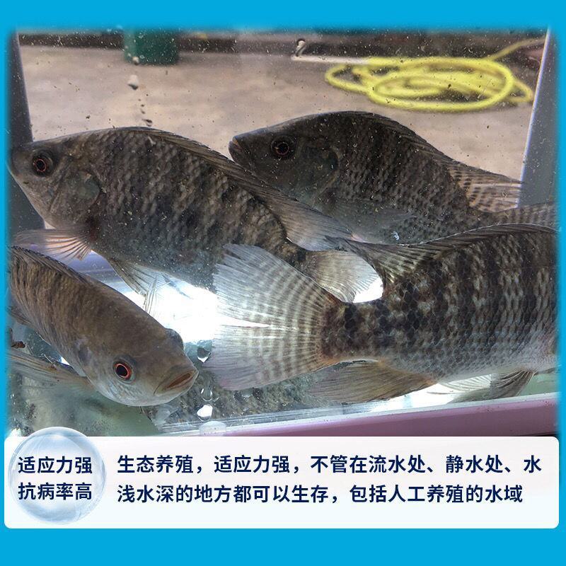 【脆肉罗非鱼】吉富罗非鱼苗，海南一号罗非鱼苗，