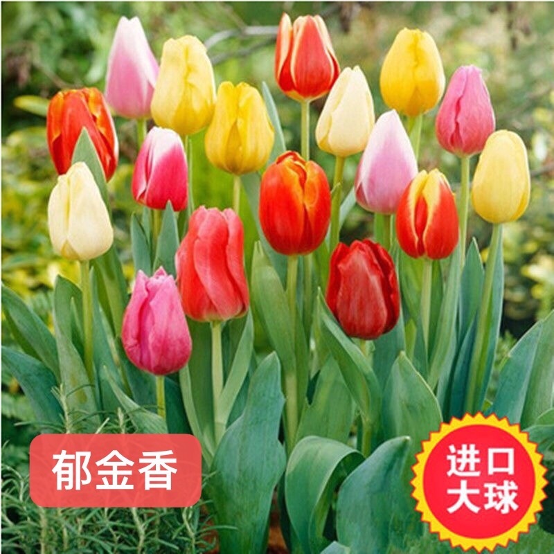 荷兰进口郁金香种球高出芽率量大可货到付款可开票