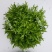 巴希苦菊绵蔬/生菜种子/蔬菜种子/叶菜种子