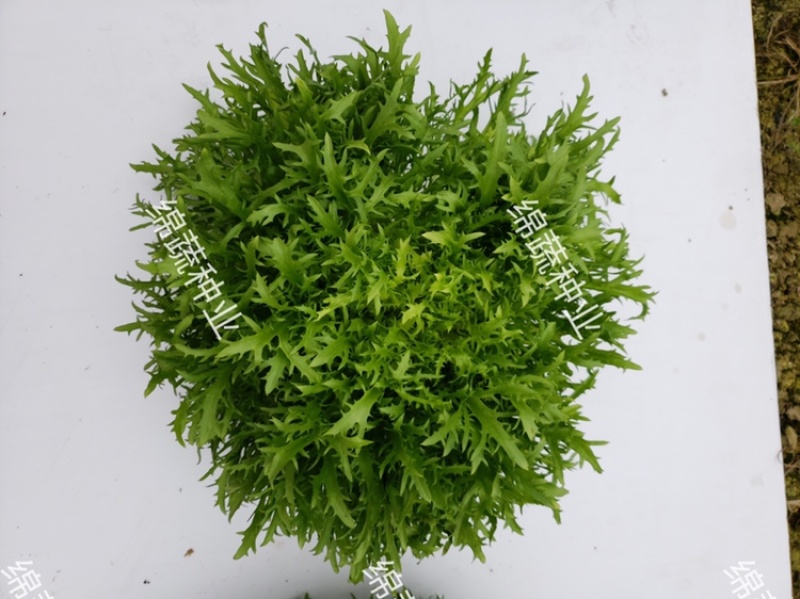 巴希苦菊绵蔬/生菜种子/蔬菜种子/叶菜种子