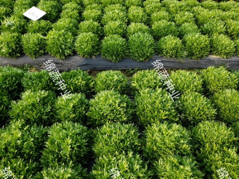 巴希苦菊绵蔬/生菜种子/蔬菜种子/叶菜种子