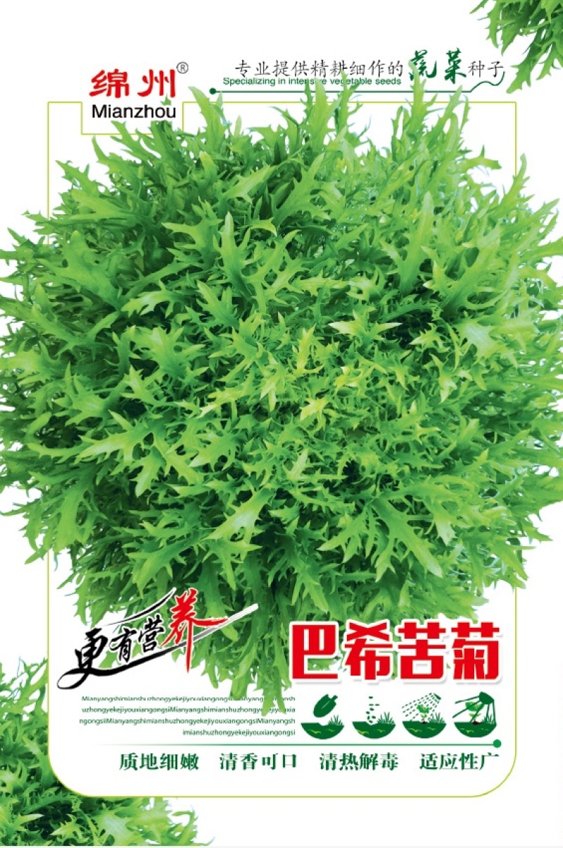 巴希苦菊绵蔬/生菜种子/蔬菜种子/叶菜种子