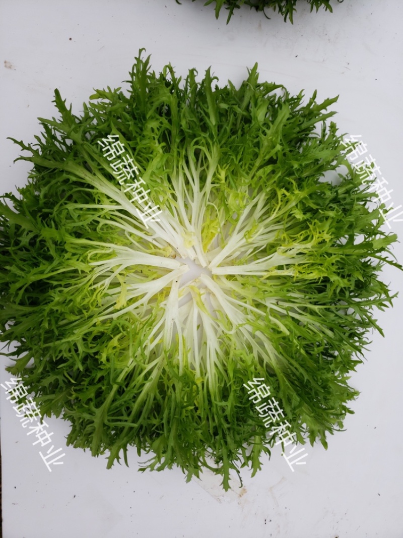巴希苦菊绵蔬/生菜种子/蔬菜种子/叶菜种子