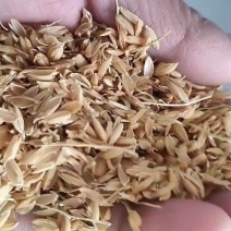 【优质好货】稻壳，除尘稻壳做酒做醋养殖垫料填充，全国发货