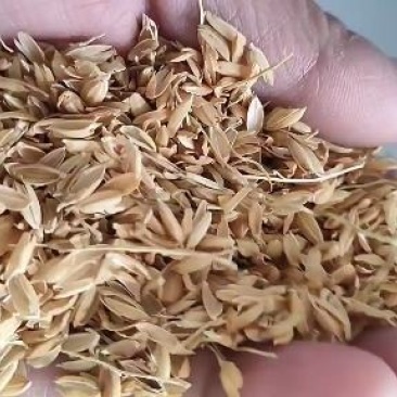 【优质好货】稻壳，除尘稻壳做酒做醋养殖垫料填充，全国发货