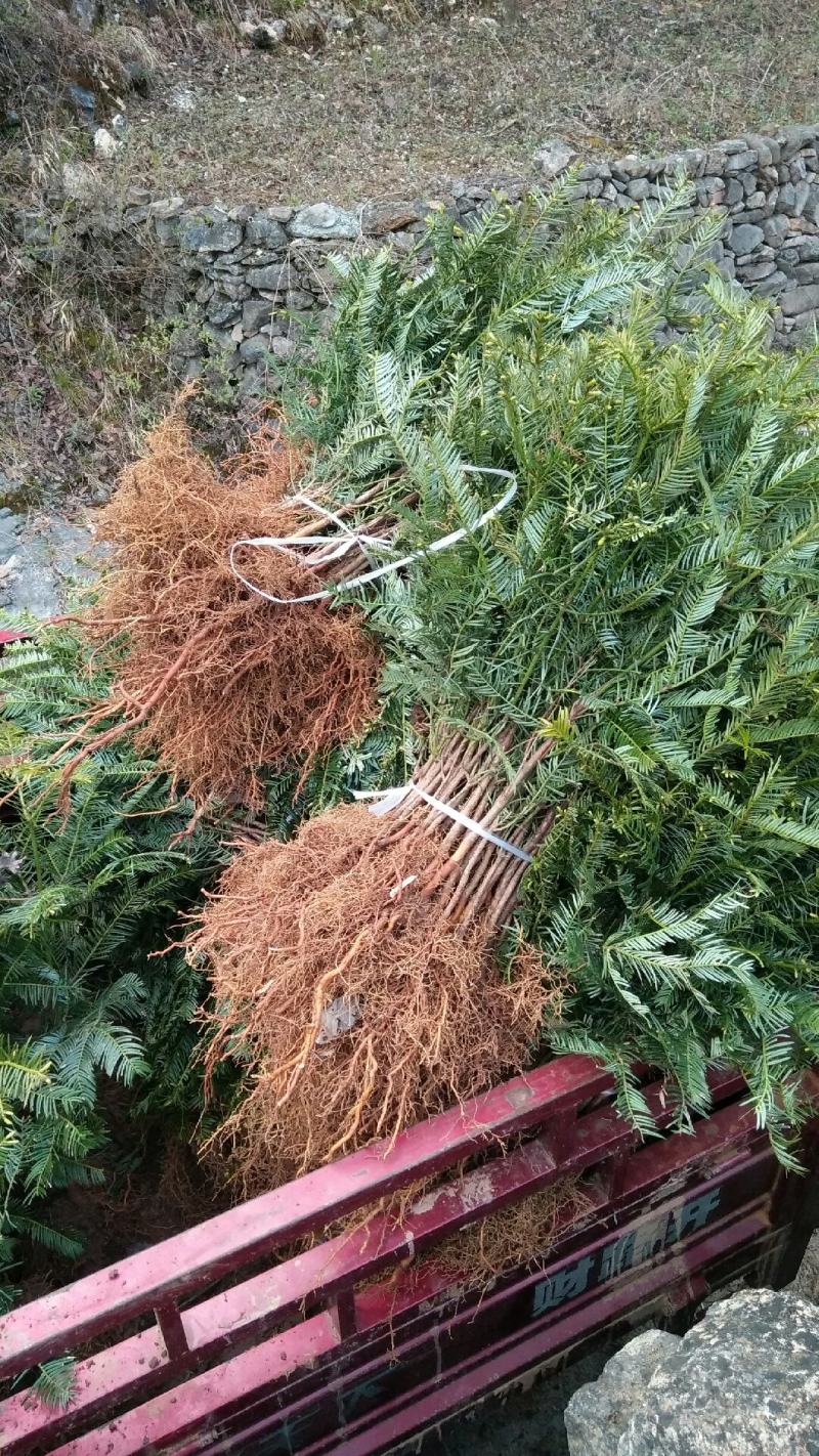 珍惜濒危植物篦子三尖杉苗木，苗高30到50公分