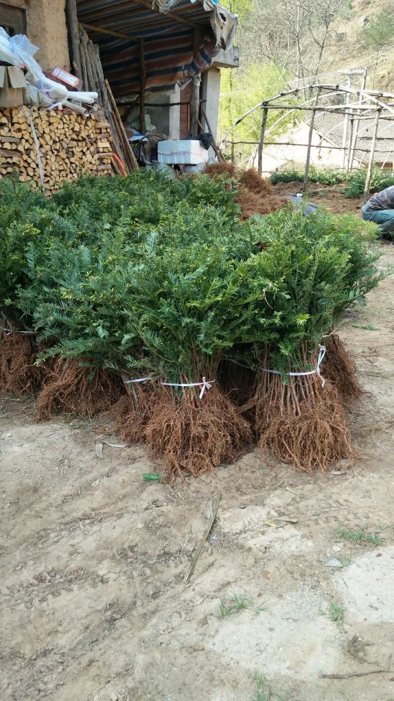 珍惜濒危植物篦子三尖杉苗木，苗高30到50公分
