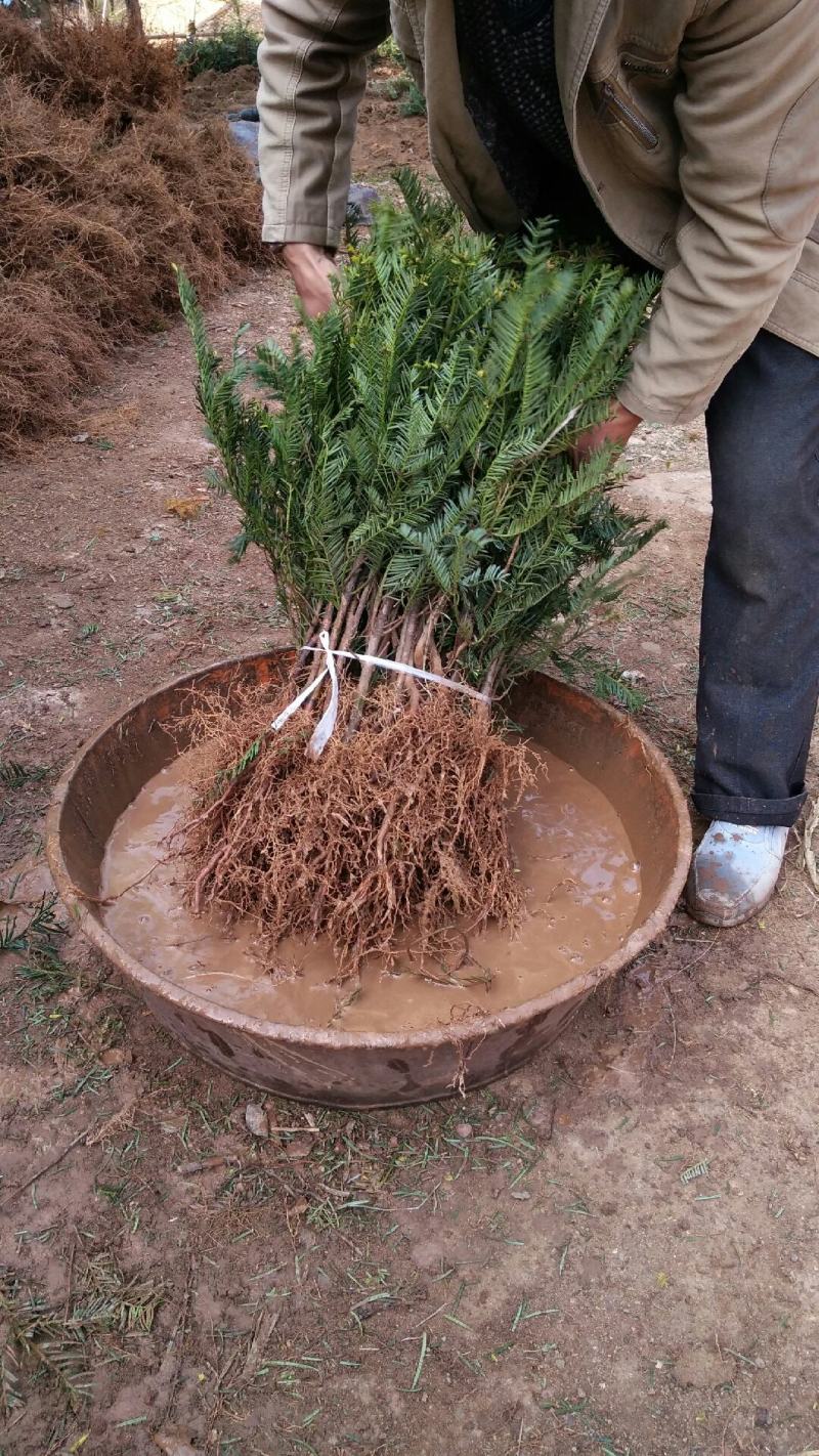 珍惜濒危植物篦子三尖杉苗木，苗高30到50公分
