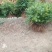 珍惜濒危植物篦子三尖杉苗木，苗高30到50公分