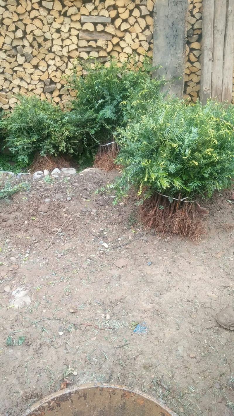 珍惜濒危植物篦子三尖杉苗木，苗高30到50公分