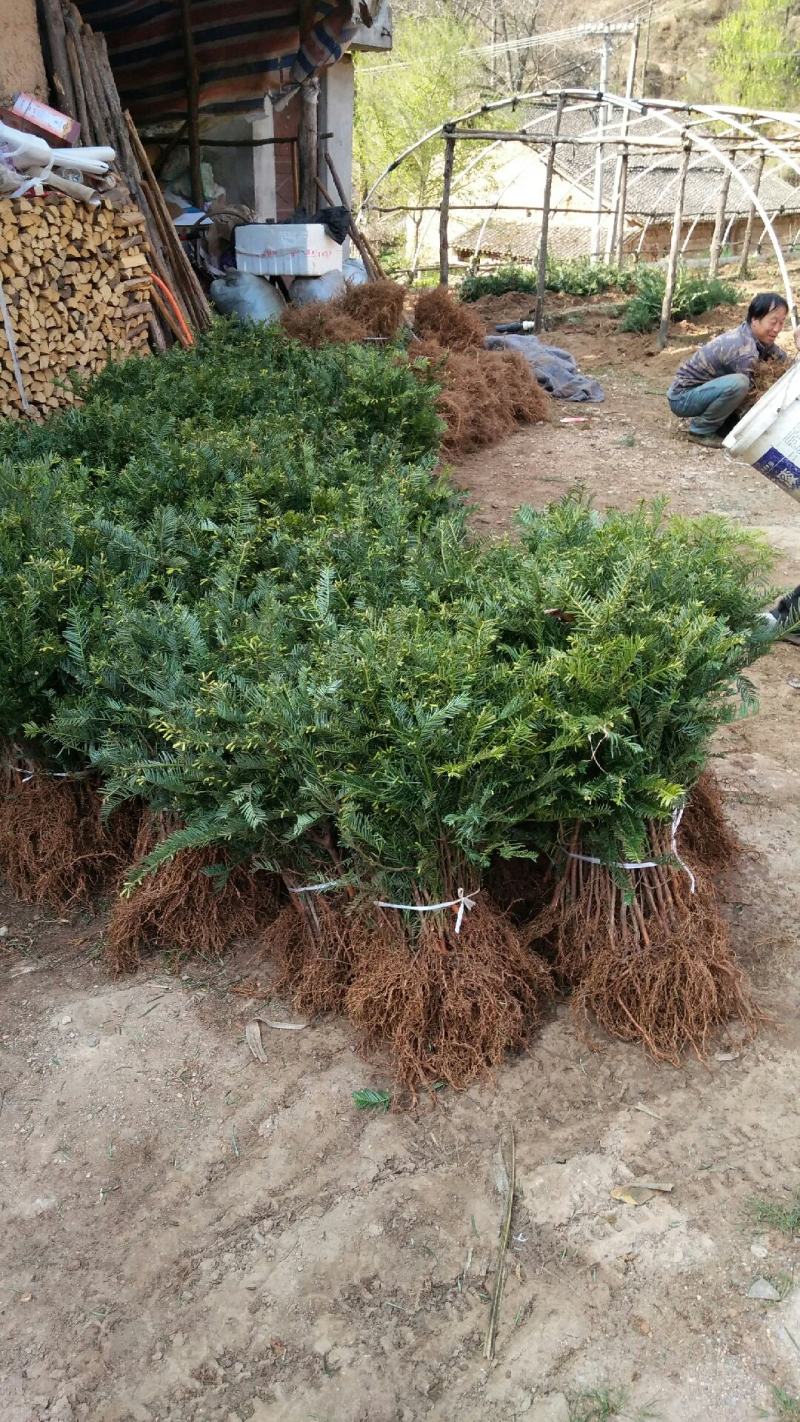 珍惜濒危植物篦子三尖杉苗木，苗高30到50公分