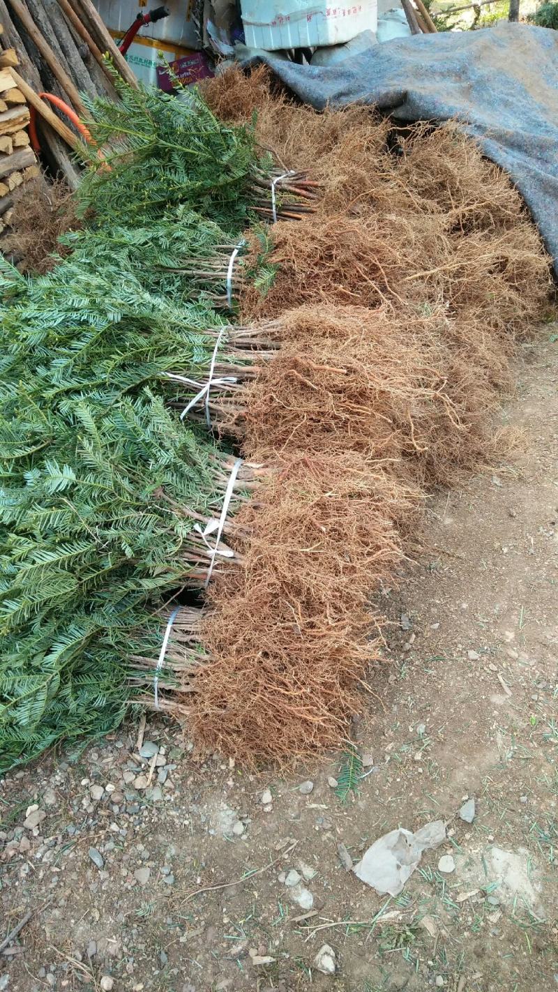 珍惜濒危植物篦子三尖杉苗木，苗高30到50公分