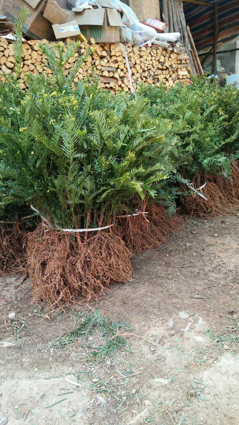 珍惜濒危植物篦子三尖杉苗木，苗高30到50公分