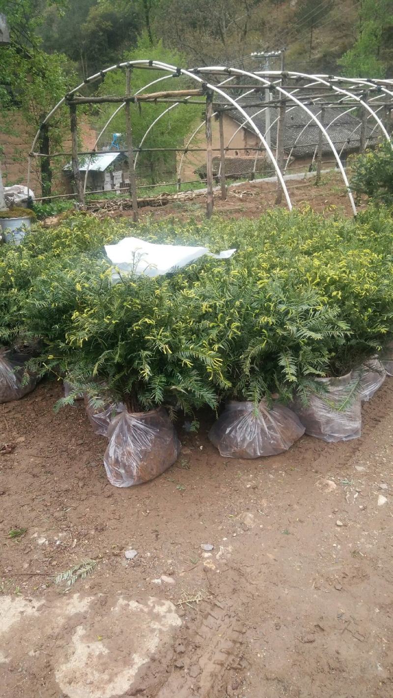 珍惜濒危植物篦子三尖杉苗木，苗高30到50公分
