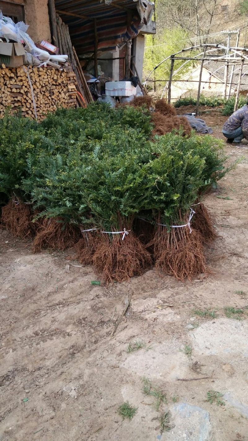 珍惜濒危植物篦子三尖杉苗木，苗高30到50公分