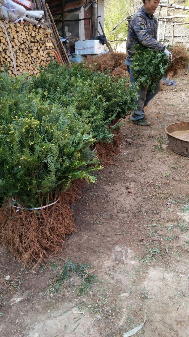 珍惜濒危植物篦子三尖杉苗木，苗高30到50公分
