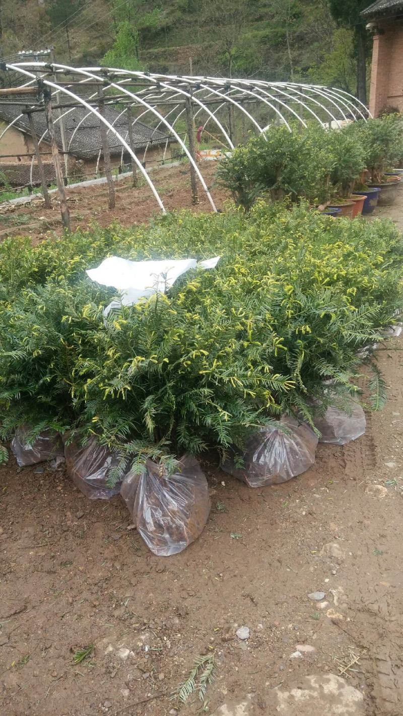 珍惜濒危植物篦子三尖杉苗木，苗高30到50公分